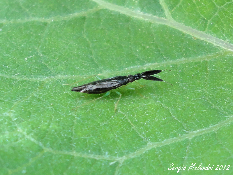 Miridae: Heterotoma cfr. merioptera di Mezzano di Ravenna